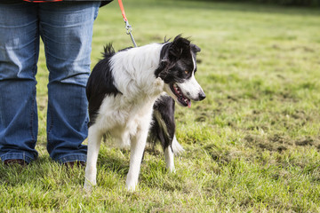 Fototapeta premium portrait of Border Collie dog on a walk in belgium