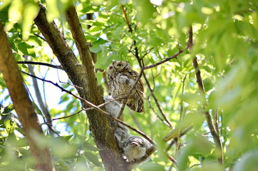 Eastern Screech Owl 