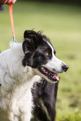 portrait of Border Collie dog on a walk in belgium