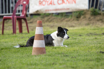 portrait of Border Collie dog on a walk in belgium