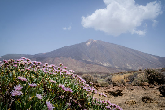 Mount Teide volcano in Tenerife with a cloud above and arid scrubland and pink shrub flowers (rosalillo de cumbre or Pterocephalus lasiospermus) in the foreground of the landscape.