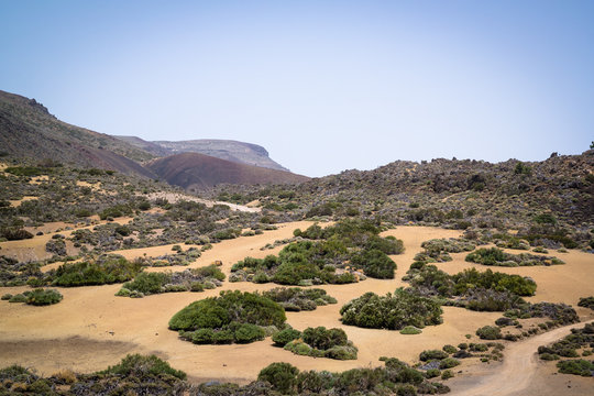 Landscape of Teide National Park, Tenerife, with scrubland pockets of shrubs, broom and flowers on a sand base.