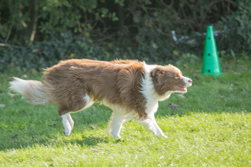 portrait of Border Collie dog on a walk in belgium