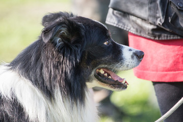 portrait of Border Collie dog on a walk in belgium