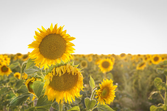 field of yellow sunflowers at sunset before being harvested
