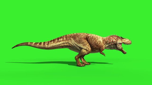 Angry T-Rex Runcycle Green Screen Close , Stock Video