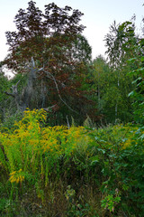 a variety of greenery in the midst of trees with a prominent piece of sky