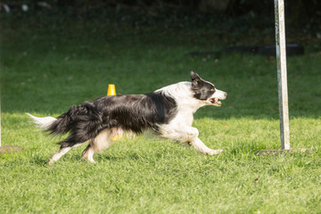 portrait of Border Collie dog on a walk in belgium