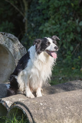 portrait of Border Collie dog on a walk in belgium