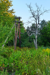 High green thickets of grass, overgrown wooden poles and trees