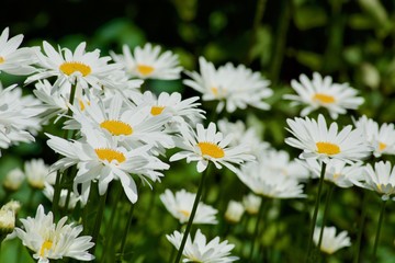 Beautiful white camomile flowers with the green leaves