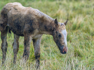 Fototapeta premium lonely horse grazing in a pasture