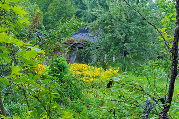 the visible roof of a sagging house in a thicket of flowers and trees