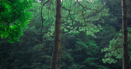 beautiful coniferous forest, morning in the coniferous forest, old pine trees