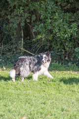 portrait of Border Collie dog on a walk in belgium