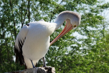 Pélican à lunettes perché sur un tronc