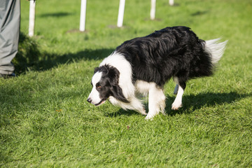 portrait of Border Collie dog on a walk in belgium