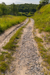 Fototapeta na wymiar dirt road leading to a dense forest