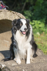 portrait of Border Collie dog on a walk in belgium