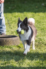 portrait of Border Collie dog on a walk in belgium