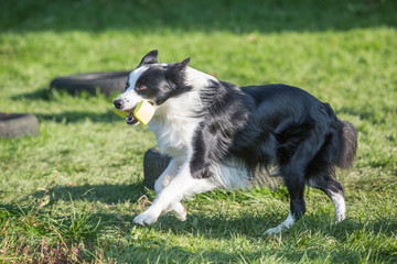 Fototapeta na wymiar portrait of Border Collie dog on a walk in belgium