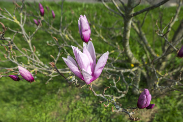 japanese garden leverkusen