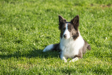 portrait of Border Collie dog on a walk in belgium