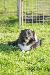 portrait of Border Collie dog on a walk in belgium