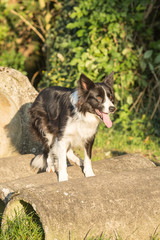 portrait of Border Collie dog on a walk in belgium