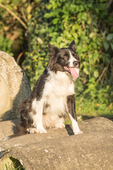 portrait of Border Collie dog on a walk in belgium