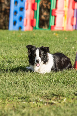 portrait of Border Collie dog on a walk in belgium