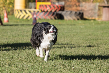 Naklejka na ściany i meble portrait of Border Collie dog on a walk in belgium