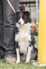 portrait of Border Collie dog on a walk in belgium