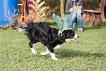 portrait of Border Collie dog on a walk in belgium