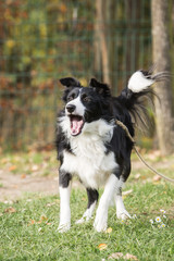 portrait of Border Collie dog on a walk in belgium
