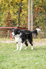 portrait of Border Collie dog on a walk in belgium