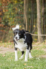 portrait of Border Collie dog on a walk in belgium