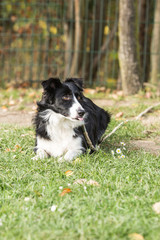 portrait of Border Collie dog on a walk in belgium