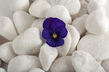 purple edible flower on a white pebbles bed