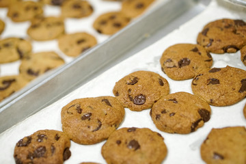 baking fresh homemade chocolate chip cookies on tray