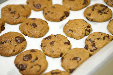 baking fresh homemade chocolate chip cookies on tray