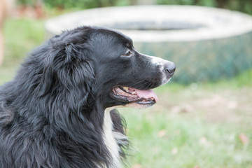 portrait of Border Collie dog on a walk in belgium
