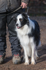 portrait of Border Collie dog on a walk in belgium