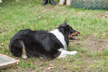 portrait of Border Collie dog on a walk in belgium