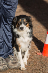 portrait of Border Collie dog on a walk in belgium