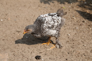 Farbenfrohe Hühner im Sommer