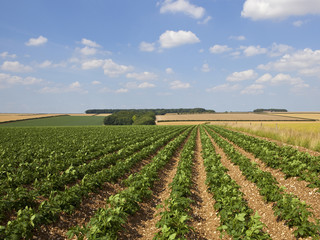 Fototapeta na wymiar upland potato crop and landscape
