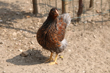 Farbenfrohe Hühner im Sommer