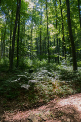 A scrubby forest path against the backdrop of an impenetrable wild forest with huge trees