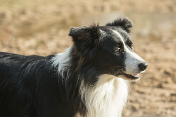 portrait of Border Collie dog on a walk in belgium